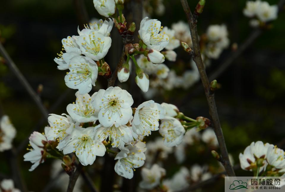 亚洲精品白浆高清久久久久久