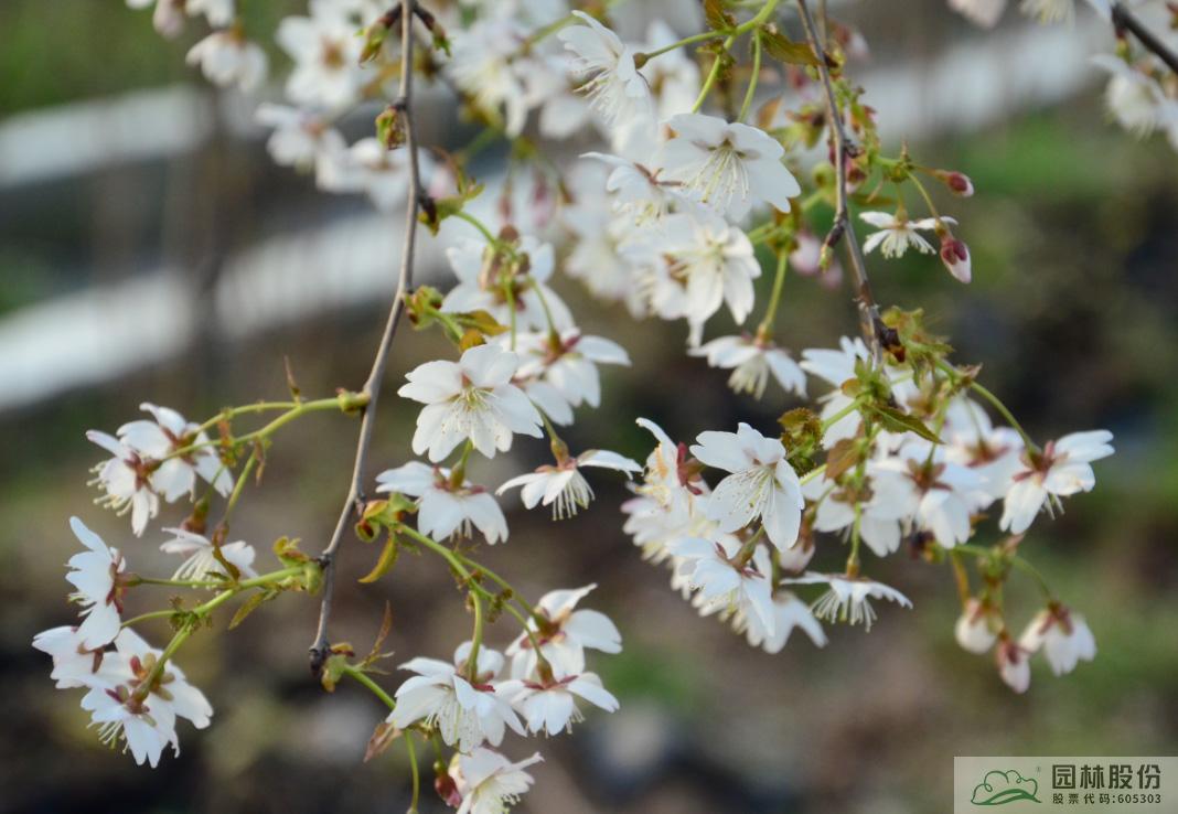 亚洲精品白浆高清久久久久久