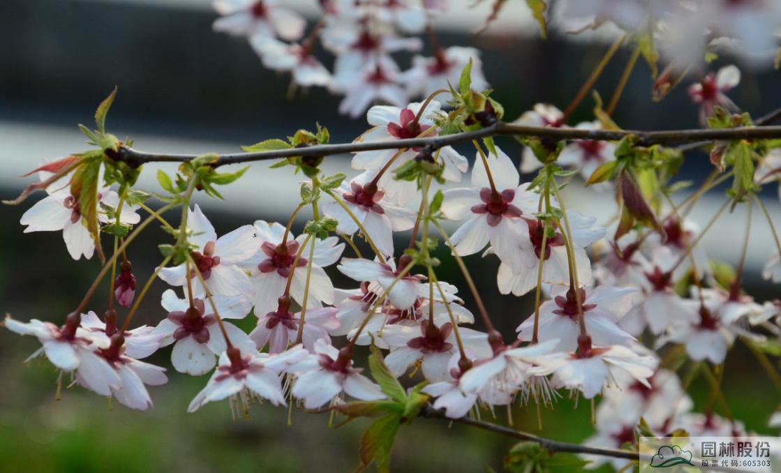 亚洲精品白浆高清久久久久久