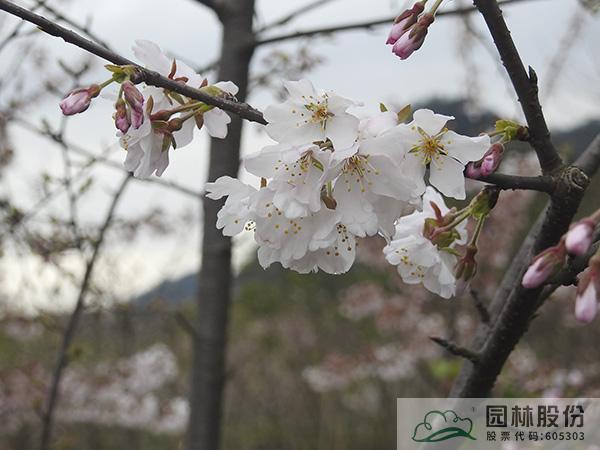 亚洲精品白浆高清久久久久久