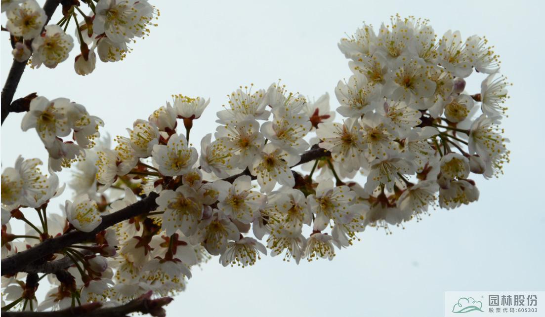 亚洲精品白浆高清久久久久久