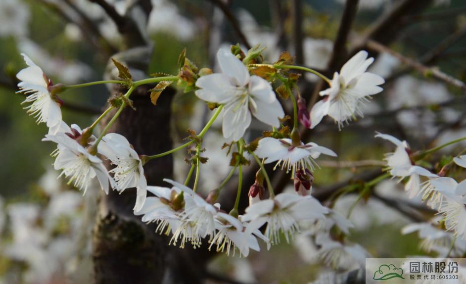 亚洲精品白浆高清久久久久久