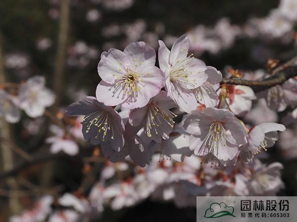 亚洲精品白浆高清久久久久久