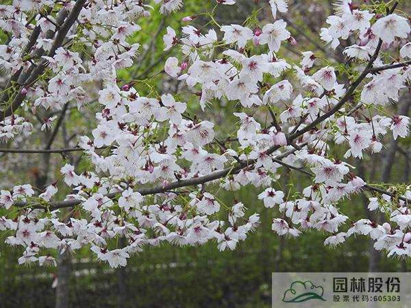 亚洲精品白浆高清久久久久久