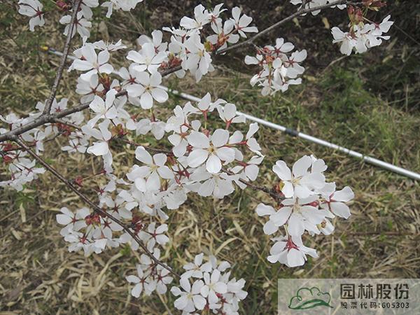 亚洲精品白浆高清久久久久久