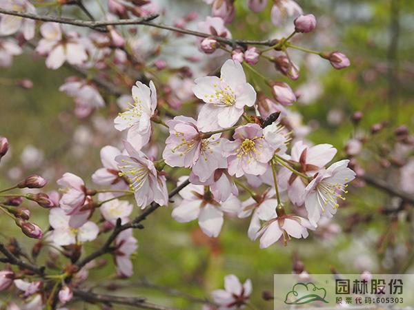 亚洲精品白浆高清久久久久久