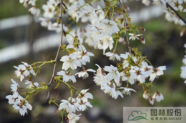 亚洲精品白浆高清久久久久久