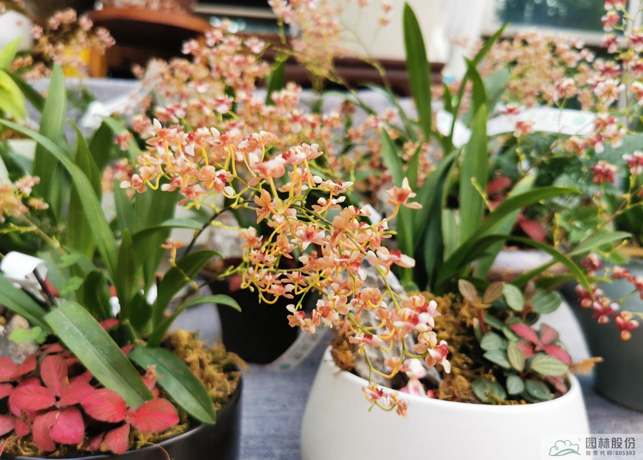 亚洲精品白浆高清久久久久久