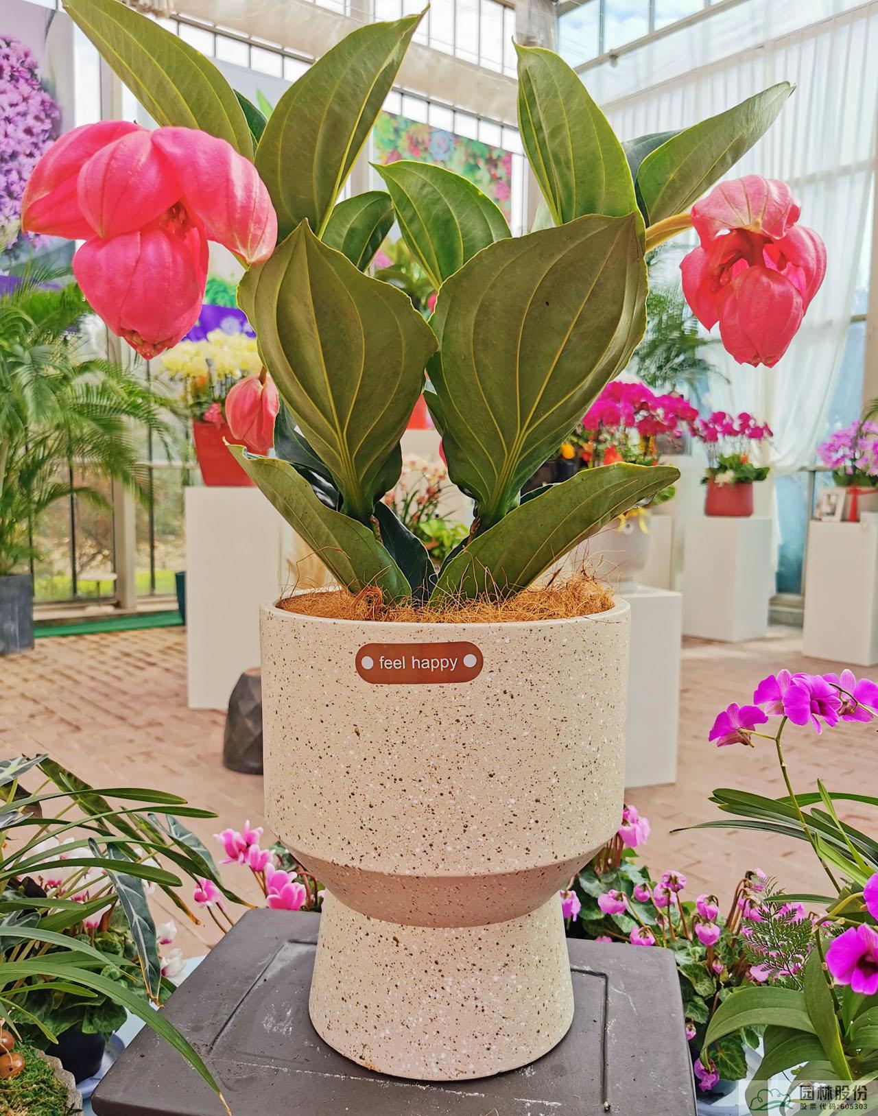 亚洲精品白浆高清久久久久久