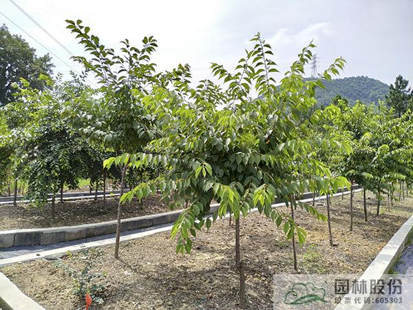 亚洲精品白浆高清久久久久久