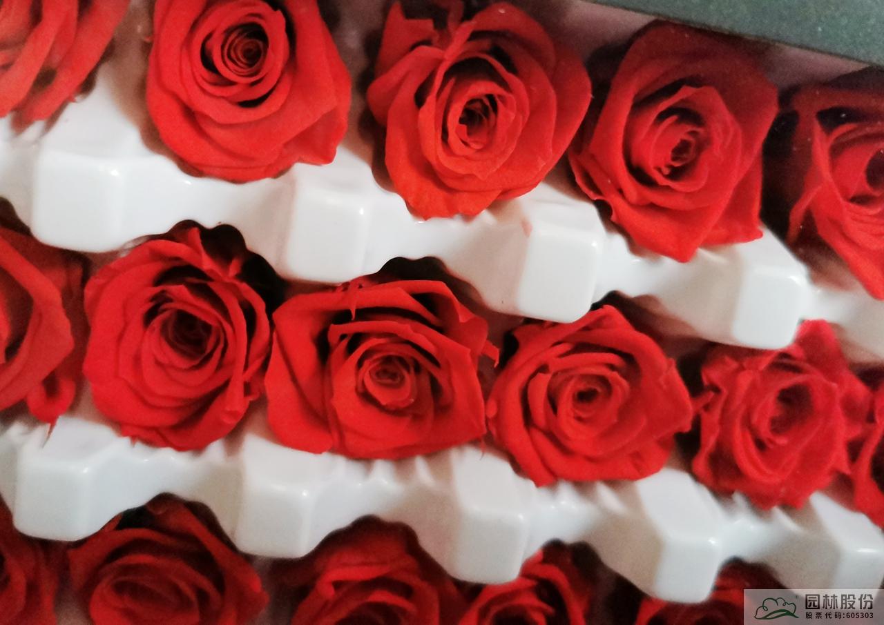 亚洲精品白浆高清久久久久久