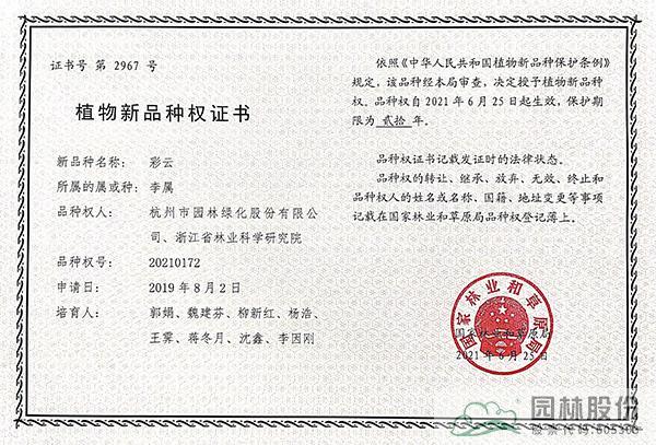 亚洲精品白浆高清久久久久久