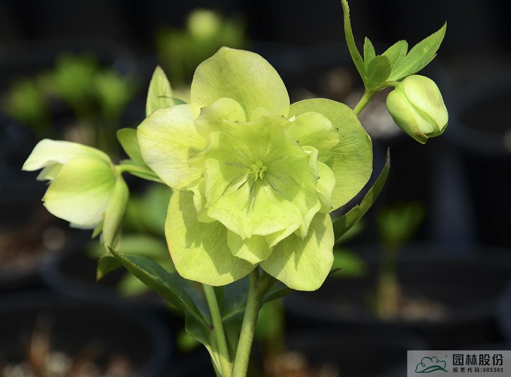 亚洲精品白浆高清久久久久久