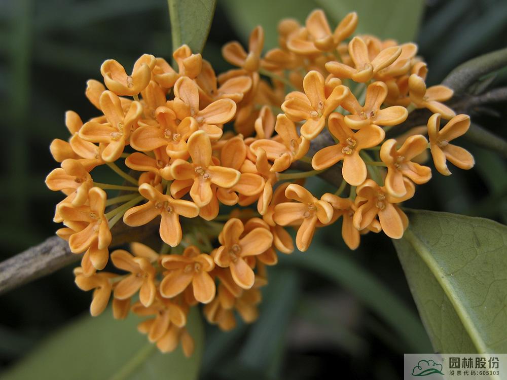 亚洲精品白浆高清久久久久久