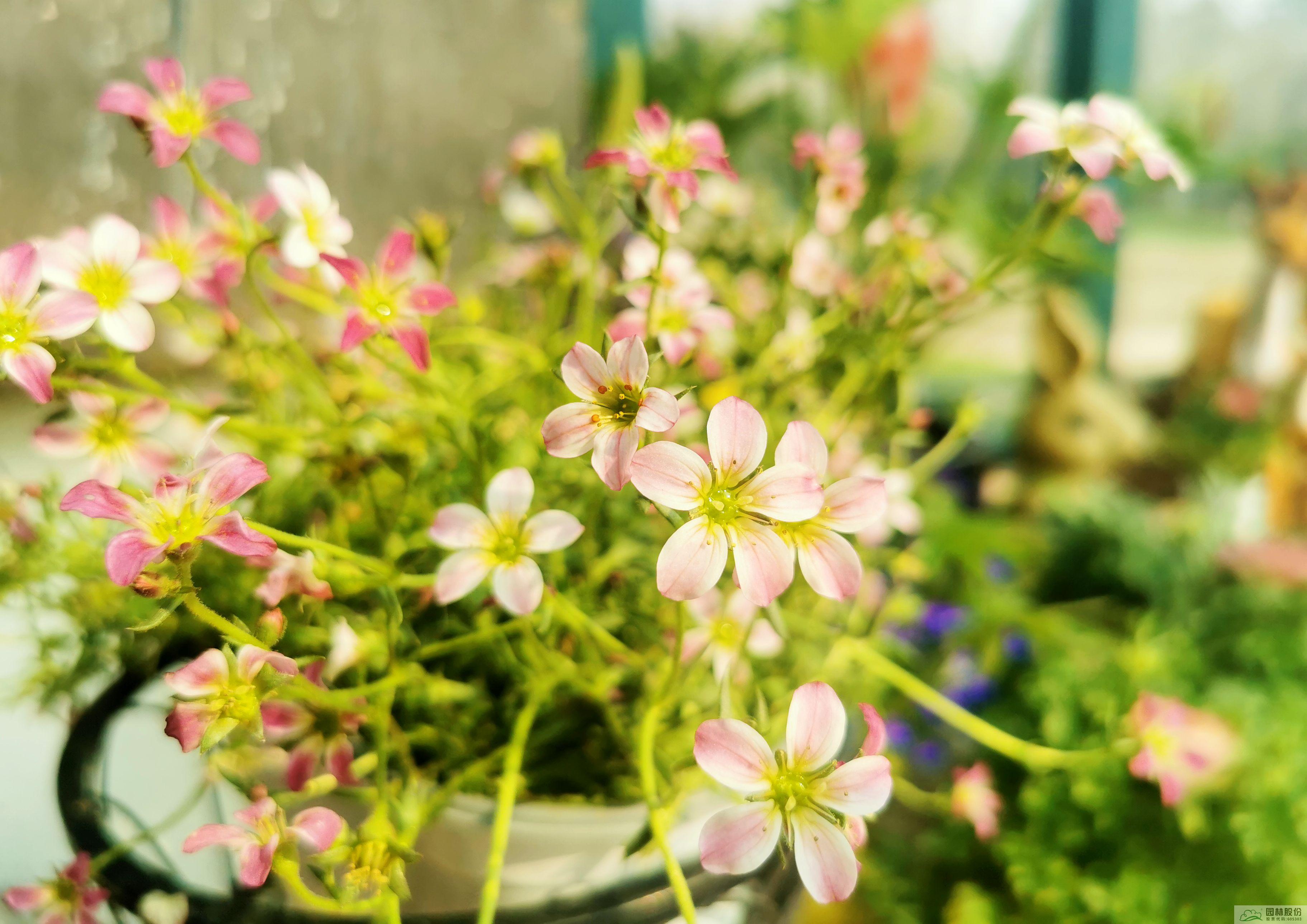 亚洲精品白浆高清久久久久久