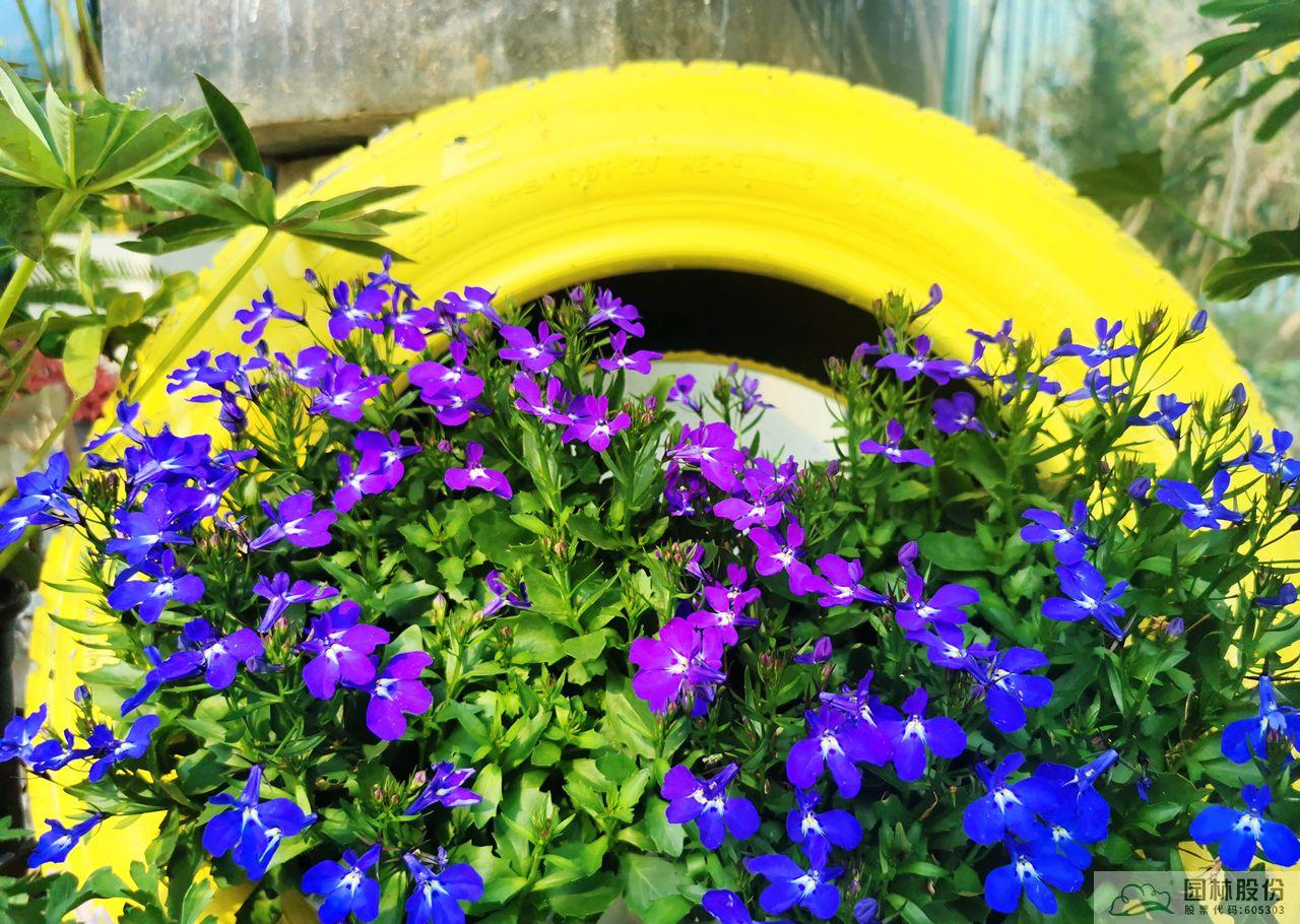 亚洲精品白浆高清久久久久久