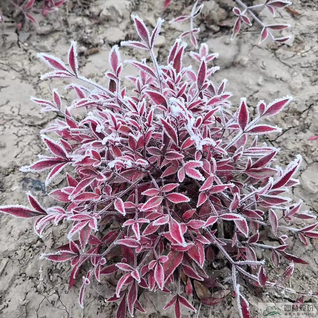 亚洲精品白浆高清久久久久久