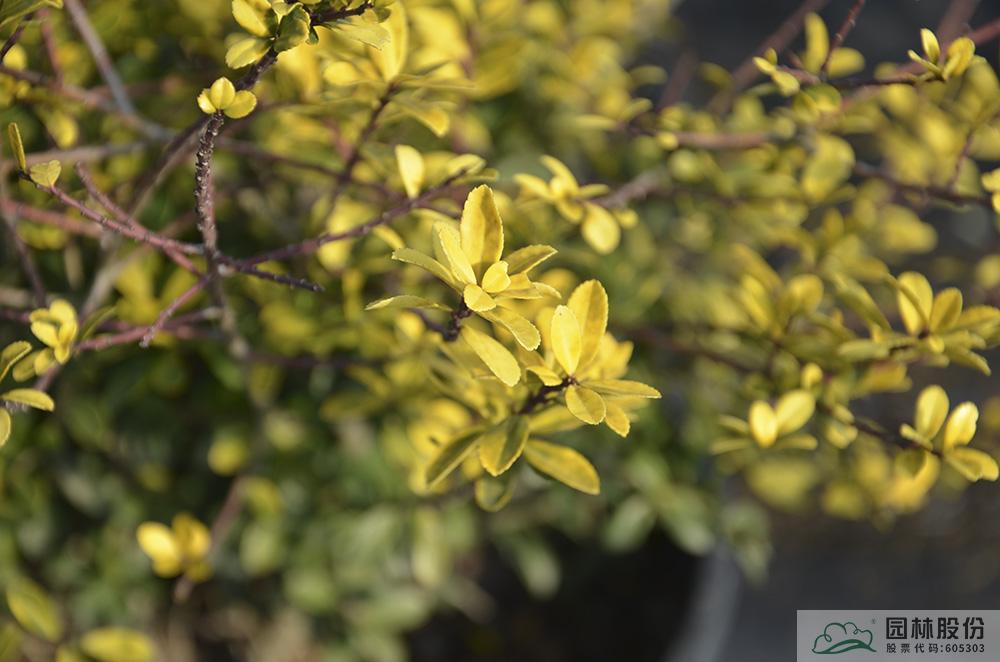 亚洲精品白浆高清久久久久久