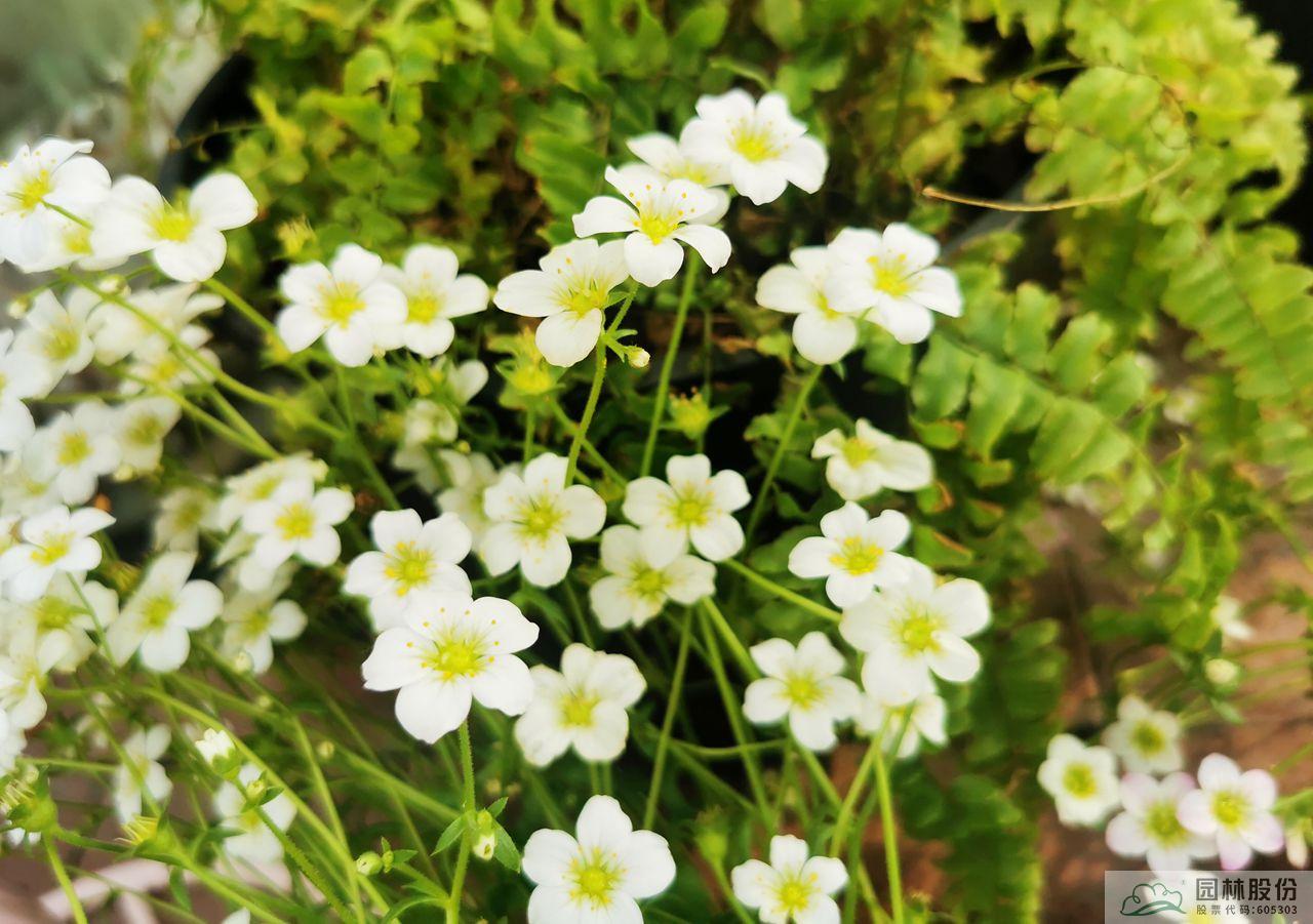 亚洲精品白浆高清久久久久久