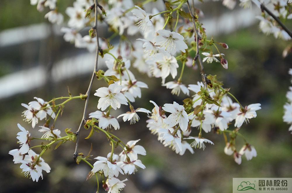 亚洲精品白浆高清久久久久久