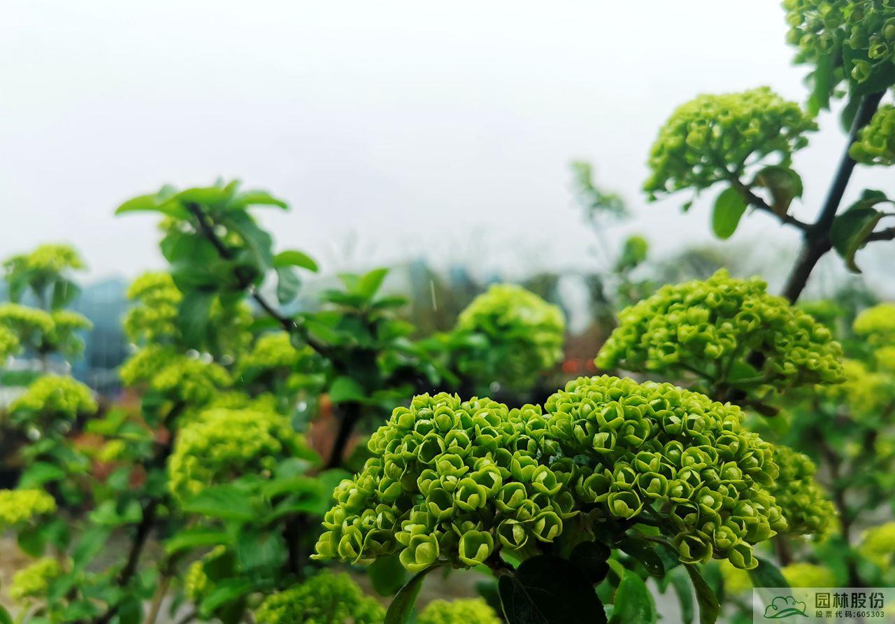 亚洲精品白浆高清久久久久久