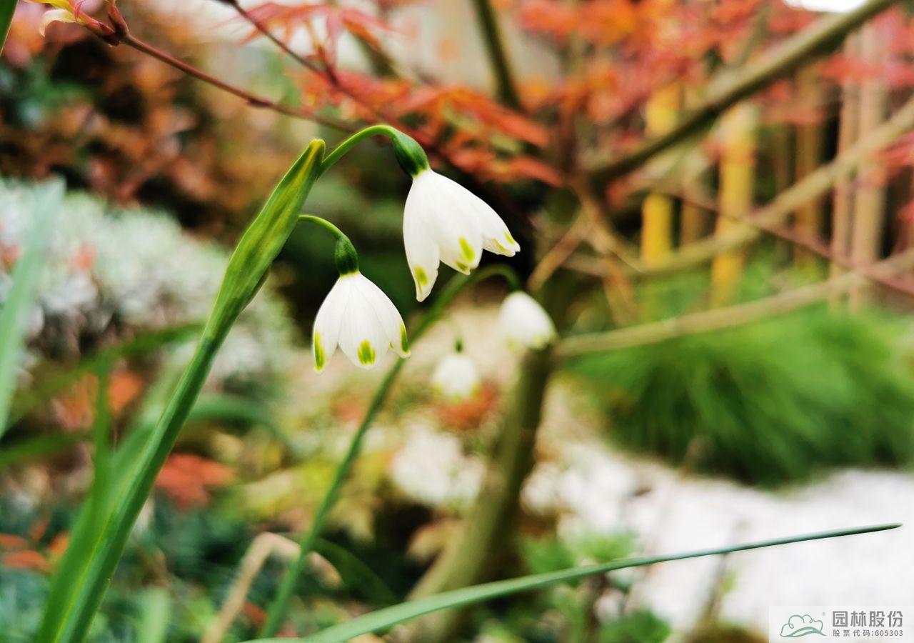 亚洲精品白浆高清久久久久久