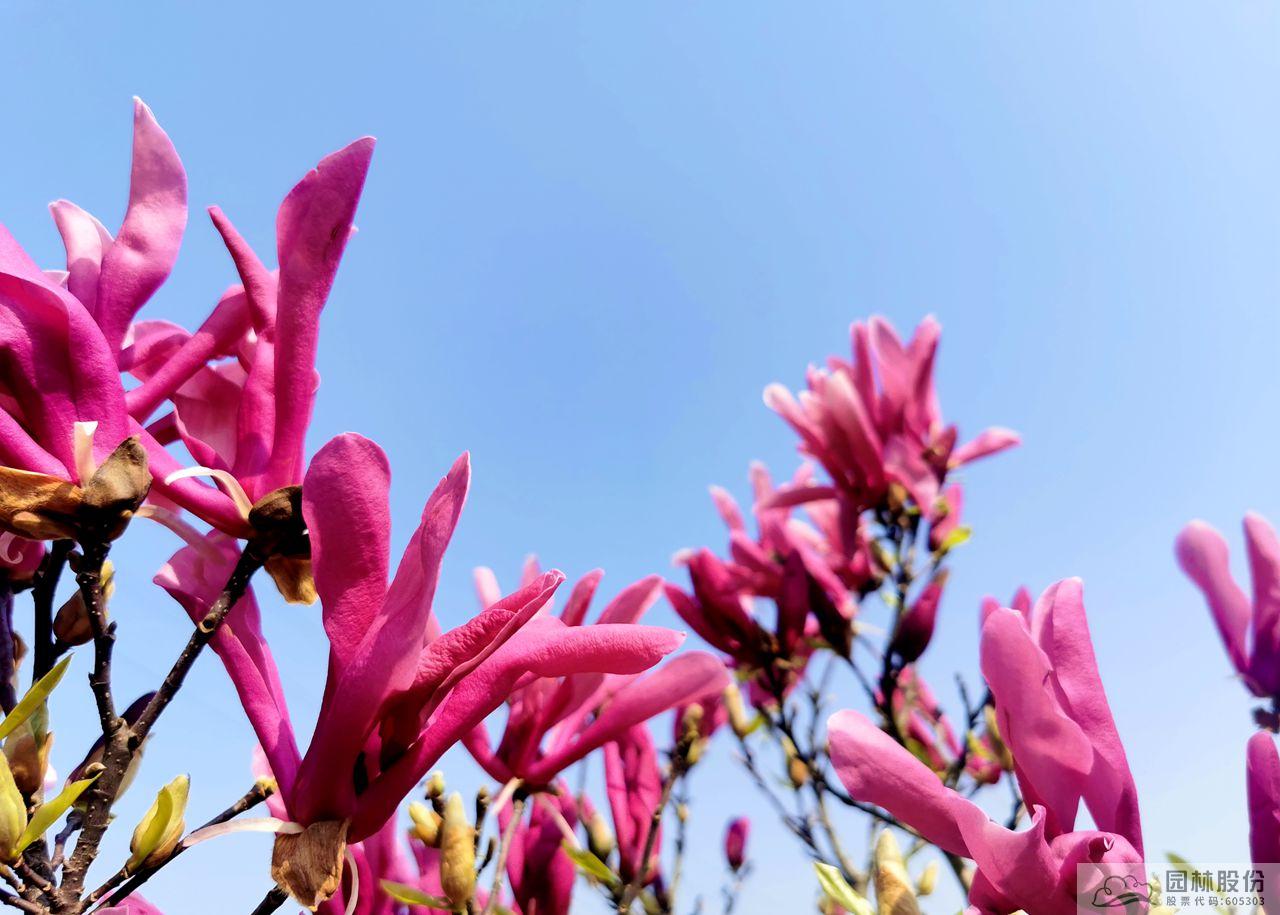 亚洲精品白浆高清久久久久久