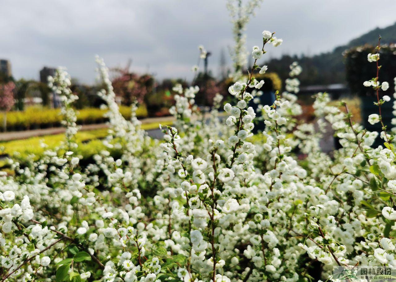 亚洲精品白浆高清久久久久久