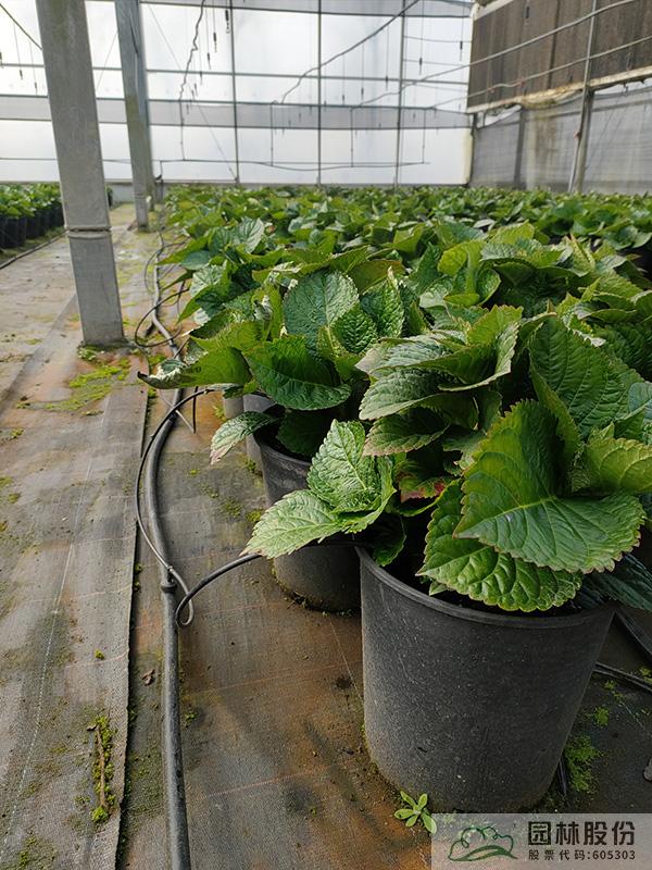 亚洲精品白浆高清久久久久久