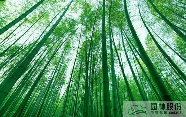 亚洲精品白浆高清久久久久久