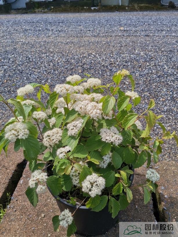 亚洲精品白浆高清久久久久久