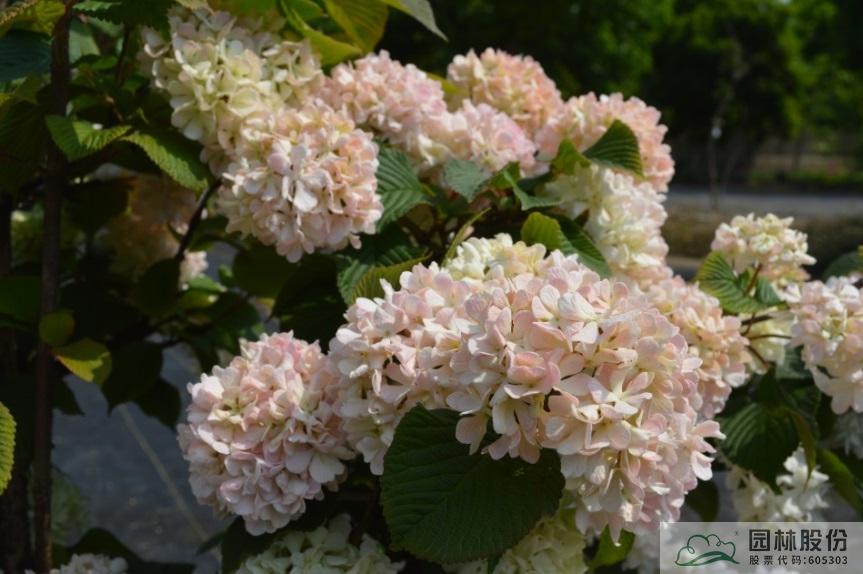 亚洲精品白浆高清久久久久久