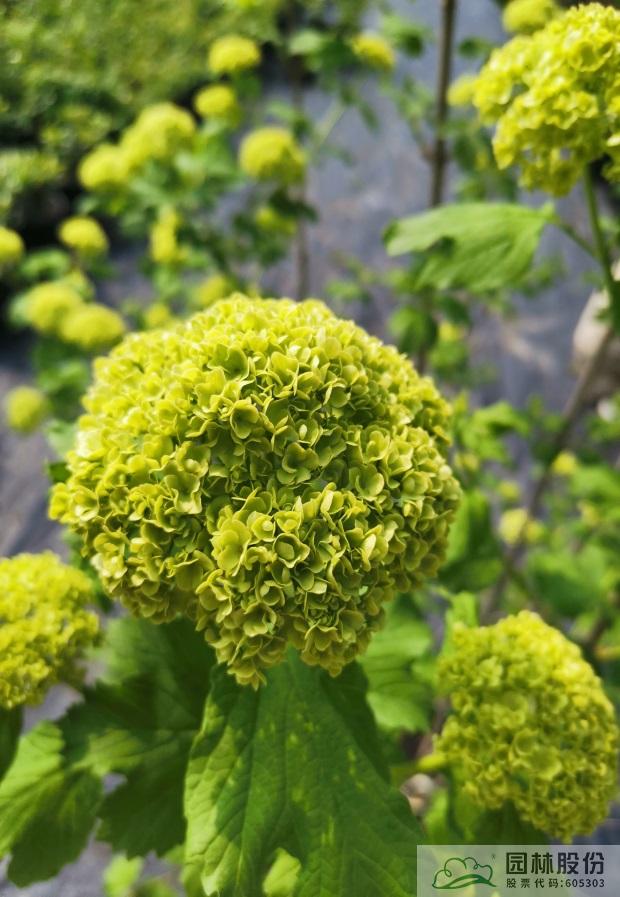 亚洲精品白浆高清久久久久久