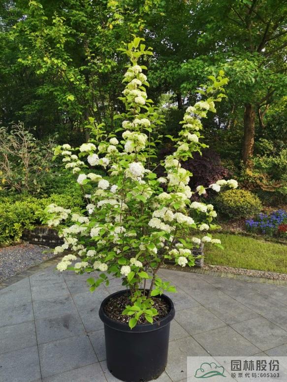 亚洲精品白浆高清久久久久久