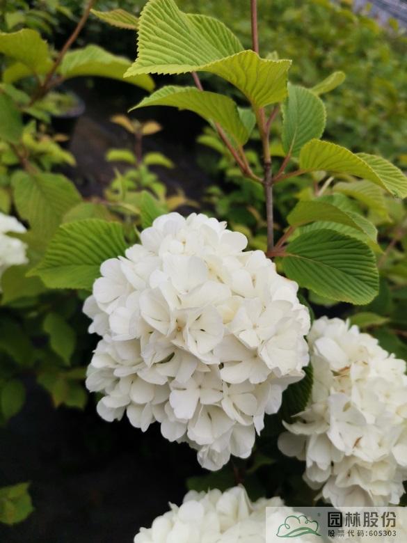 亚洲精品白浆高清久久久久久