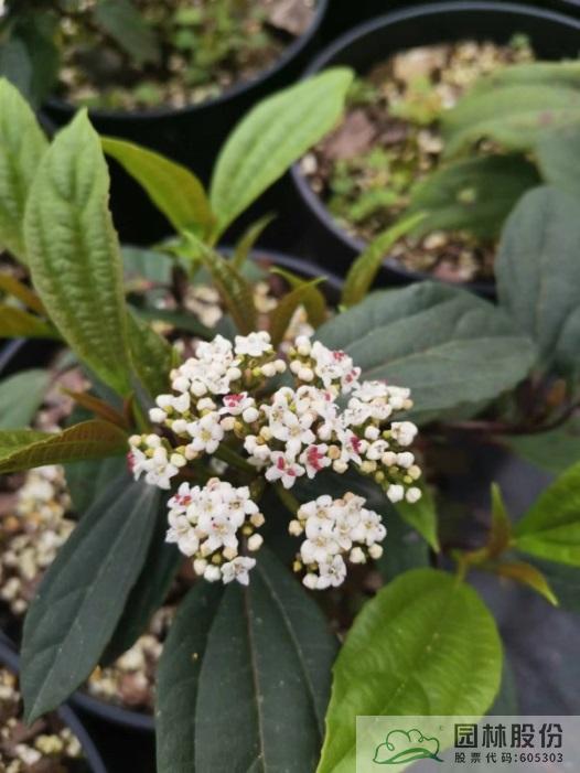 亚洲精品白浆高清久久久久久