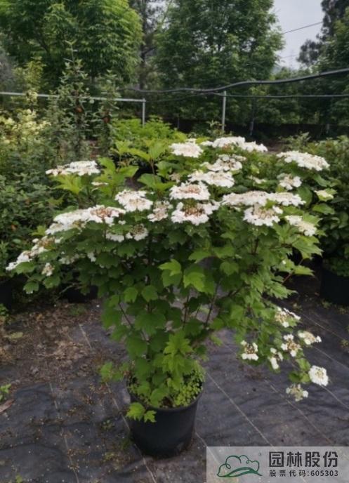 亚洲精品白浆高清久久久久久