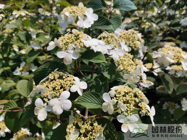 亚洲精品白浆高清久久久久久