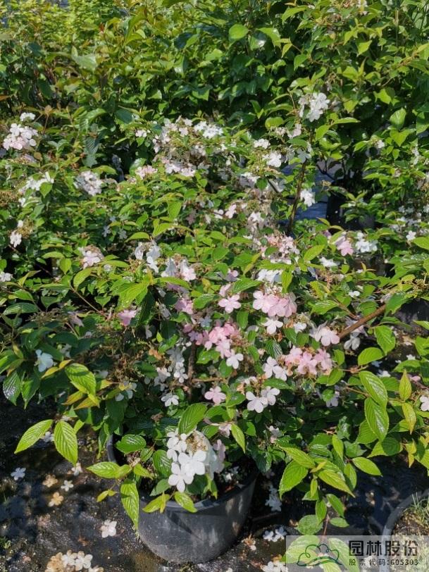 亚洲精品白浆高清久久久久久