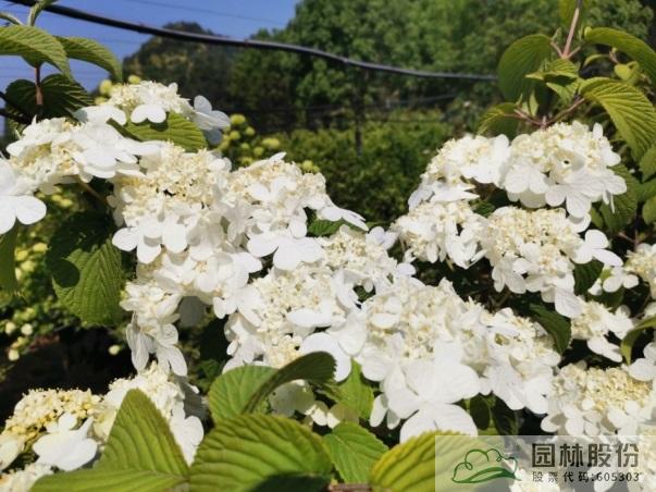 亚洲精品白浆高清久久久久久