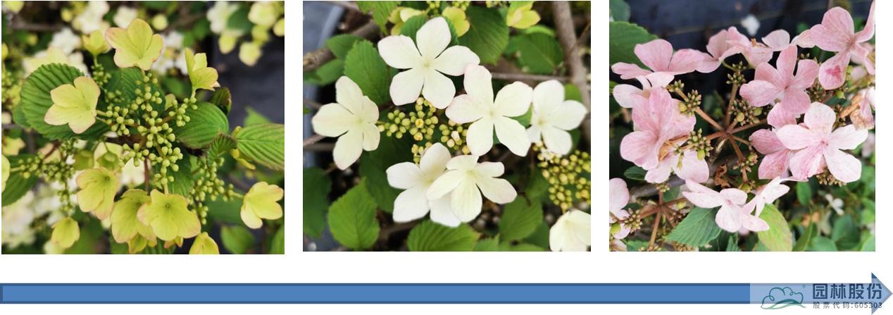 亚洲精品白浆高清久久久久久