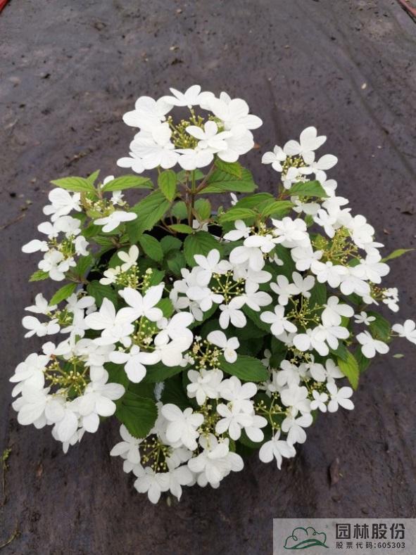 亚洲精品白浆高清久久久久久