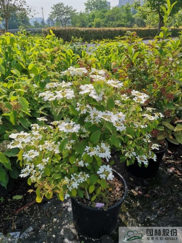 亚洲精品白浆高清久久久久久