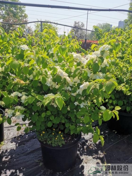 亚洲精品白浆高清久久久久久