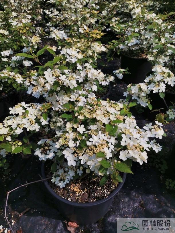 亚洲精品白浆高清久久久久久