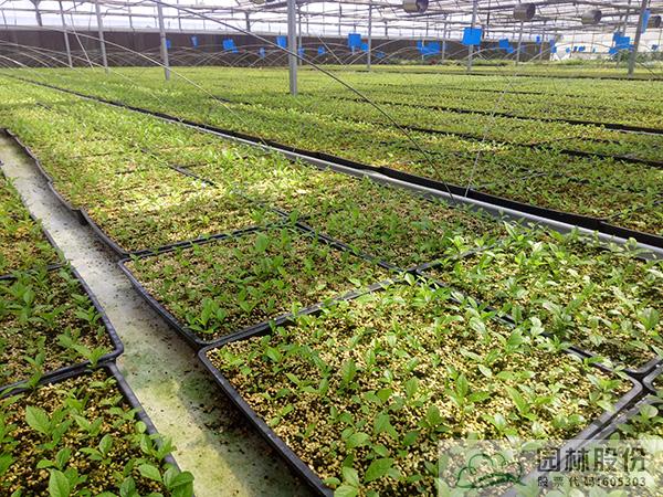 亚洲精品白浆高清久久久久久