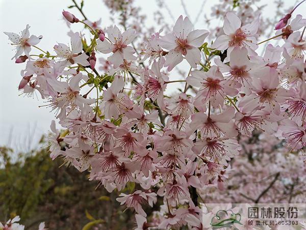 亚洲精品白浆高清久久久久久