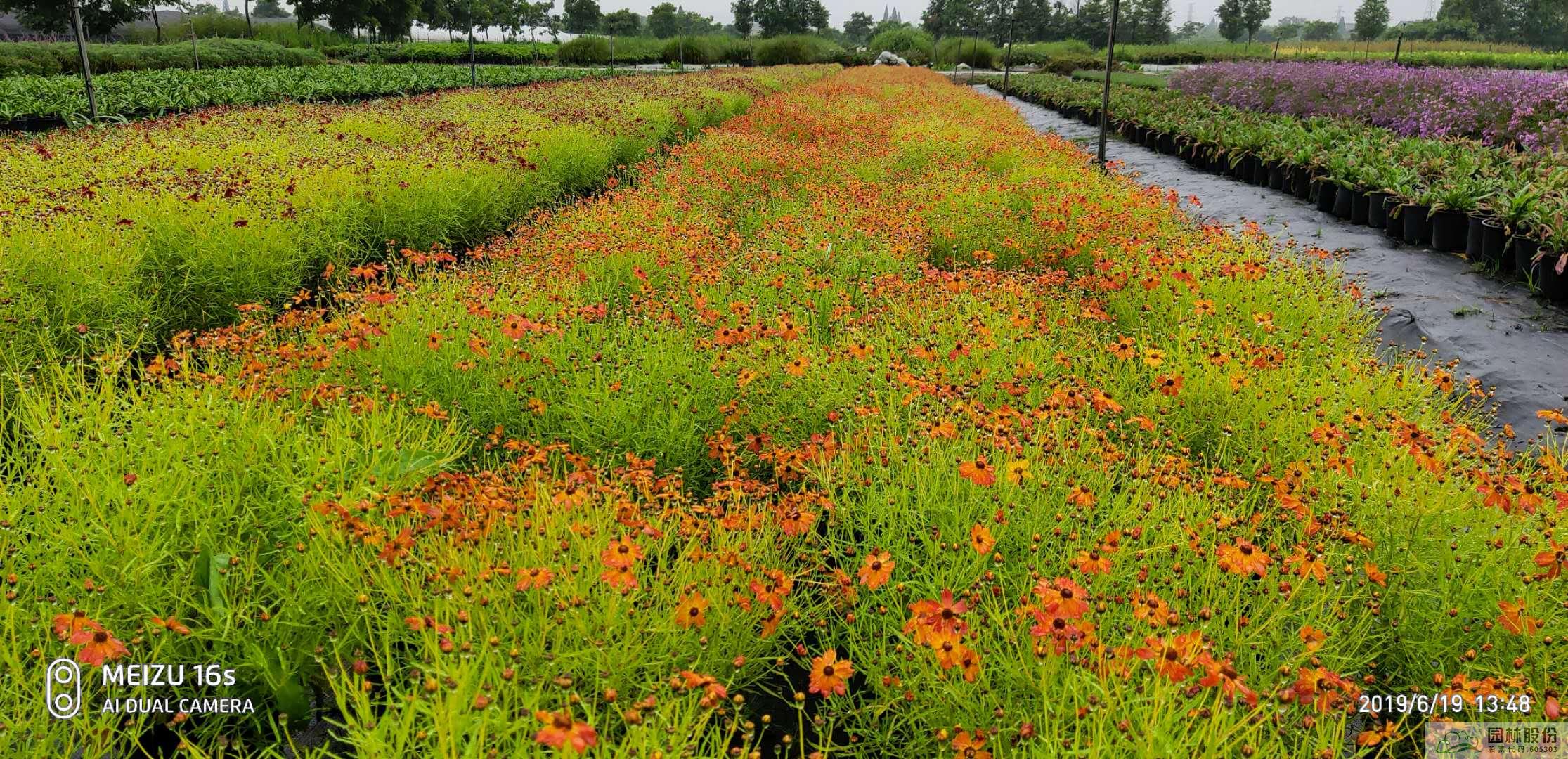 亚洲精品白浆高清久久久久久