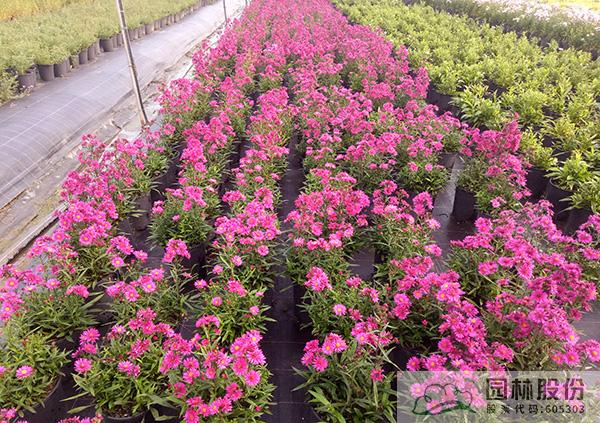 亚洲精品白浆高清久久久久久