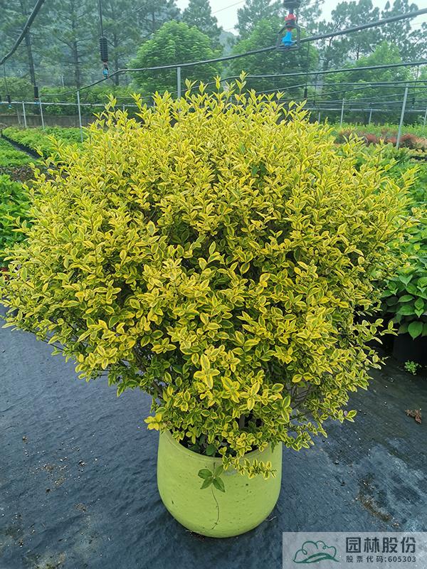 亚洲精品白浆高清久久久久久